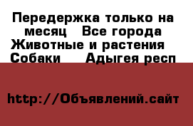 Передержка только на месяц - Все города Животные и растения » Собаки   . Адыгея респ.